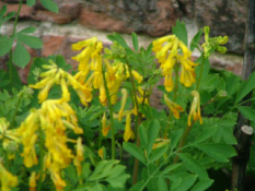 Pseudofumaria lutea (Corydalis lutea)Gele helmbloem bestellen